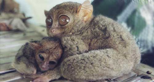 Tarsier with baby care philippine-tarsier