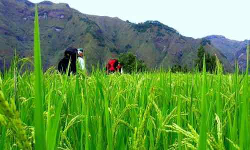 Mid-growth rice care ifugao