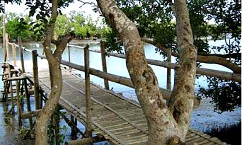 Culajao Mangrove Eco-Park