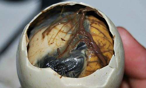 Balut