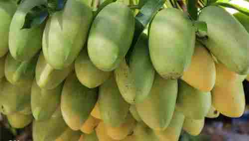 Philippine Mango care filipino-products