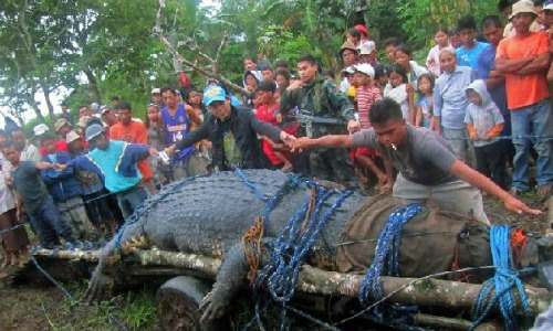 Fearsome Crocodile named Lolong