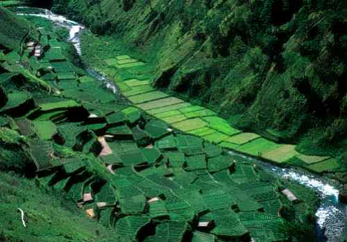 Banaue rice terraces blooming care ifugao