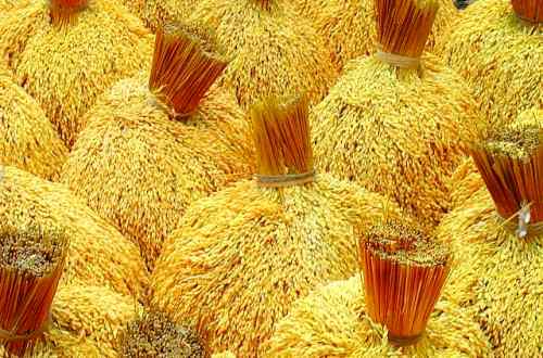 Golden harvested tinawon rice care ifugao Harvested Tinawon Rice care ifugao