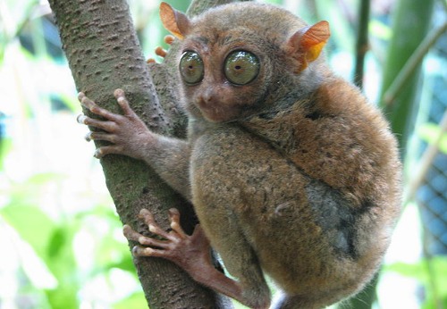 Tarsier care philippine-islands