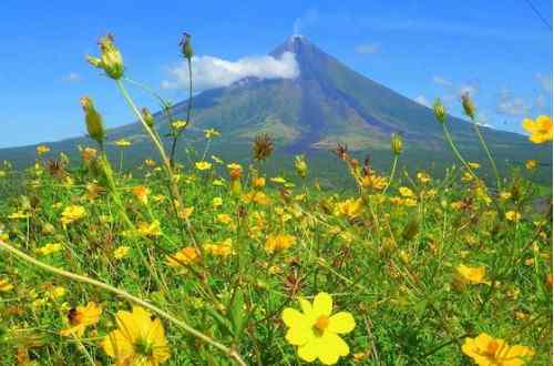 Flowers and Mayon Volcano care mayon-volcano