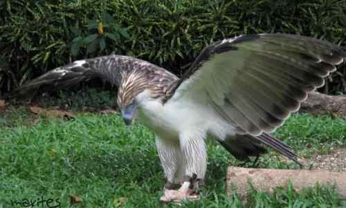 Philippine eagle care philippine-islands