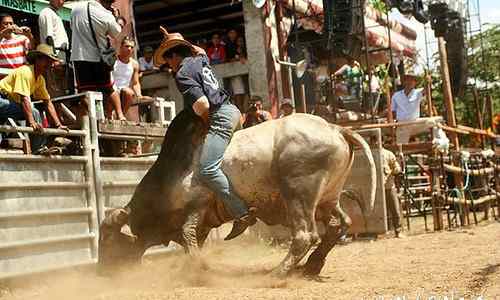 Masbate rodeo care philippine-provinces