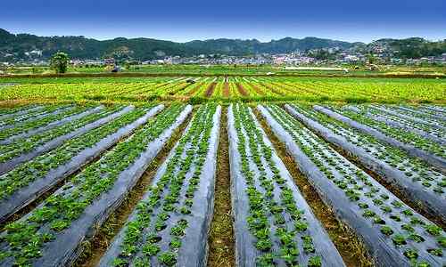 Strawberry Farm La Trinidad Benguet of philippine-provinces