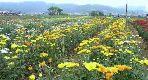 Flower farm La Trinidad care business-philippines