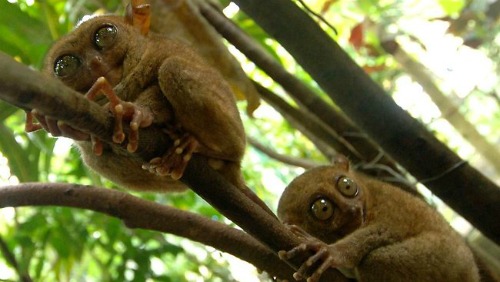 Oldest mammal care philippine-tarsier