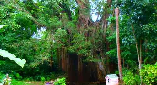 Balete care philippine-tarsier